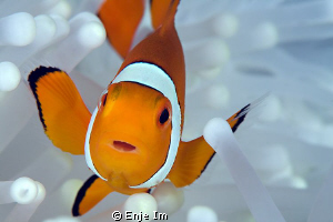 clownfish closeup - Canon 450D + 100mm Macro + Kenko 2x TC by Enje Im 